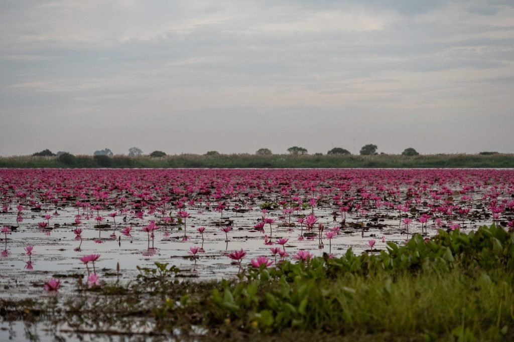 red lotus sea