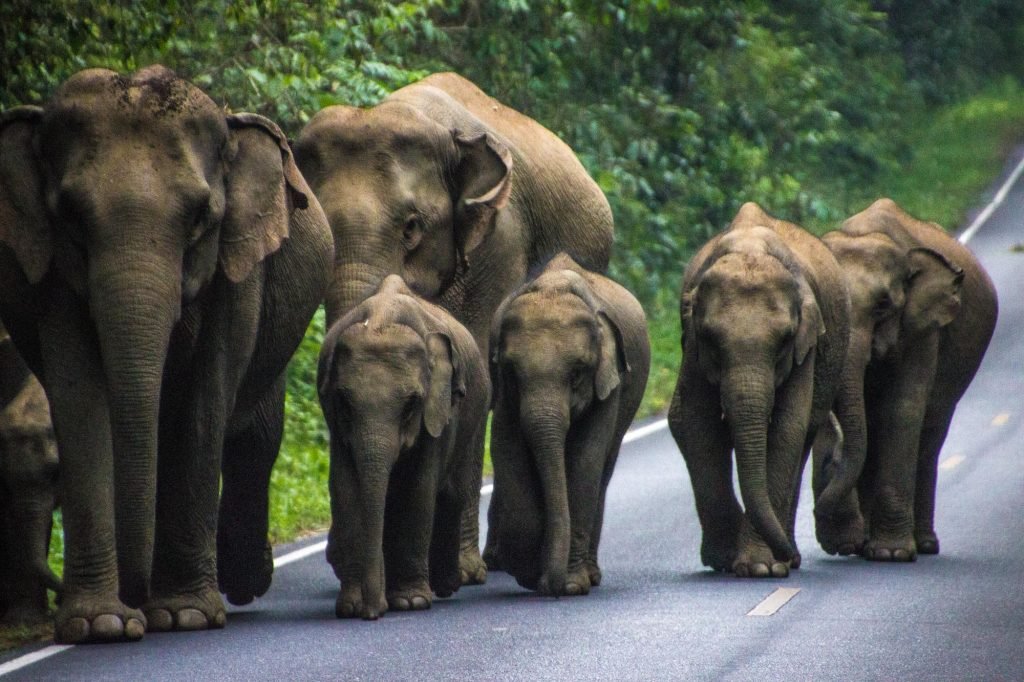 elephant photography